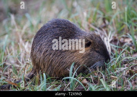 Nutria, Nutria, Nutria Myocastor Stockfoto
