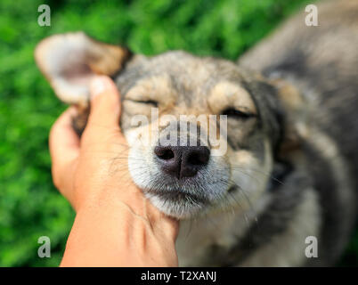 Süße braune Welpen legte seinen Kopf auf die Hand des Mannes und bedeckte seine Augen mit Genuss und Zärtlichkeit auf der Straße im Frühjahr Stockfoto