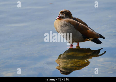 Nil Gans ist schlafen beim Stehen auf einem Stein in den Rhein in Deutschland mit Wasser Reflexion Stockfoto