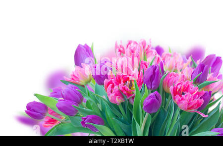 Rosa und Violett frische Tulpe Blumen und grüne Blätter in der Nähe auf weißem Hintergrund Stockfoto