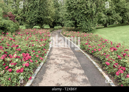 Ein Blick auf den Lord und Lady Dixon Park in Belfast. Dieser Park ist Gastgeber der jährlichen Rose Woche Festival jedes Jahr im Juli Stockfoto