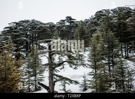 Dies ist eine Erfassung für eine Landschaft im Winter im Norden Libanons der Schuß wurde Ende März 2019 übernommen und Sie können den Zedernwald siehe Stockfoto