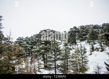 Dies ist eine Erfassung für eine Landschaft im Winter im Norden Libanons der Schuß wurde Ende März 2019 übernommen und Sie können den Zedernwald siehe Stockfoto
