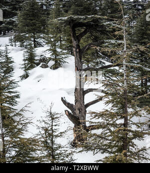 Dies ist eine Erfassung für eine Landschaft im Winter im Norden Libanons der Schuß wurde Ende März 2019 übernommen und Sie können den Zedernwald siehe Stockfoto