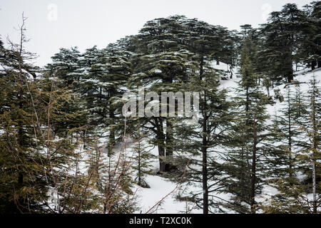 Dies ist eine Erfassung für eine Landschaft im Winter im Norden Libanons der Schuß wurde Ende März 2019 übernommen und Sie können den Zedernwald siehe Stockfoto