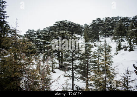 Dies ist eine Erfassung für eine Landschaft im Winter im Norden Libanons der Schuß wurde Ende März 2019 übernommen und Sie können den Zedernwald siehe Stockfoto