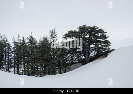 Dies ist eine Erfassung für eine Landschaft im Winter im Norden Libanons der Schuß wurde Ende März 2019 übernommen und Sie können den Zedernwald siehe Stockfoto