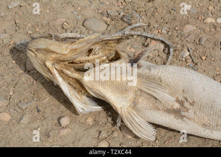 Tote faulen Fisch Karkasse mit Schuppen Austrocknung auf dem Lake Shore Stockfoto