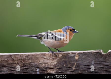 Buchfink, Fringilla coelebs, einzigen männlichen Erwachsenen auf Zaun thront. Aviemore, Schottland, Großbritannien. Stockfoto