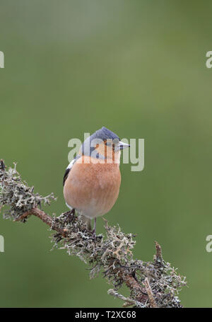 Buchfink, Fringilla coelebs, einzigen männlichen Erwachsenen auf Flechten bedeckt Zweig thront. Aviemore, Schottland, Großbritannien. Stockfoto