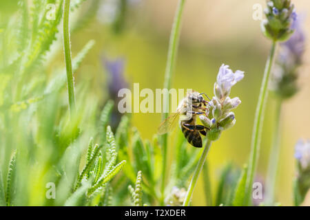 Syrische Honigbiene (apis mellifera syriaca) auf Lavendelblüten Stockfoto