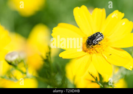 Mediterraner Schäfer, Oxythyrea funesta, auf einer gelben Blume Stockfoto