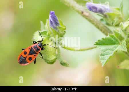 Firebug (Pyrrhocoris apterus) auf Wildflower Stockfoto