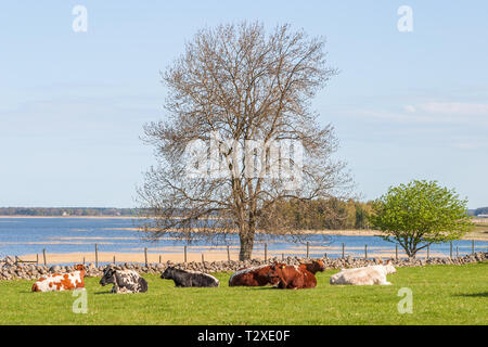 Kühe liegen und Wiederkäuend auf der Wiese am See Stockfoto