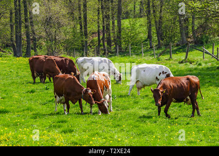 Grasende Kühe auf einer Wiese in bunten Blütenfrühling Stockfoto