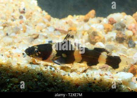 Zwerg bumblebee Wels, Pseudomystus leiacanthus Stockfoto