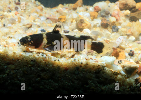 Zwerg bumblebee Wels, Pseudomystus leiacanthus Stockfoto