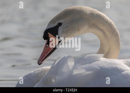 Höckerschwan (Cygnus olor), UK - Kopf und Hals Detail einzelner Schwan mit Kopie Raum Stockfoto