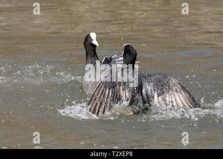 Aktion Schuß von zwei gemeinsamen Blässhuhn (Fulica atra) kämpfen in einem See mit Feder Details und Spritzwasser deutlich zu sehen. Stockfoto