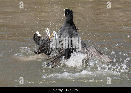 Aktion Schuß von zwei gemeinsamen Blässhuhn (Fulica atra) kämpfen in einem See mit Feder Details und Spritzwasser deutlich zu sehen. Stockfoto