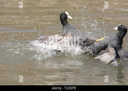 Aktion Schuß von zwei gemeinsamen Blässhuhn (Fulica atra) kämpfen in einem See mit Feder Details und Spritzwasser deutlich zu sehen. Stockfoto