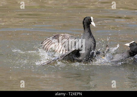 Aktion Schuß von zwei gemeinsamen Blässhuhn (Fulica atra) kämpfen in einem See mit Feder Details und Spritzwasser deutlich zu sehen. Stockfoto