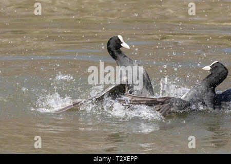 Aktion Schuß von zwei gemeinsamen Blässhuhn (Fulica atra) kämpfen in einem See mit Feder Details und Spritzwasser deutlich zu sehen. Stockfoto