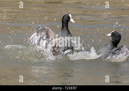 Aktion Schuß von zwei gemeinsamen Blässhuhn (Fulica atra) kämpfen in einem See mit Feder Details und Spritzwasser deutlich zu sehen. Stockfoto