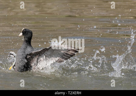 Aktion Schuß von zwei gemeinsamen Blässhuhn (Fulica atra) kämpfen in einem See mit Feder Details und Spritzwasser deutlich zu sehen. Stockfoto