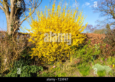 Gelbe Forsythia Bush in voller Blüte im Frühling in einem englischen Country Garden Stockfoto