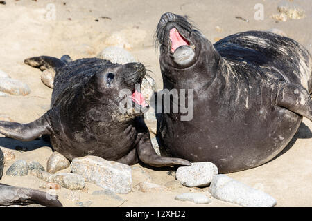 Zwei vor kurzem geboren Northern Elephant Seal pups (Mirounga leonina angustirostris) Rinde und Spielen im Sand in der Nähe von Chimney Rock am Point Reyes National Seashore. Stockfoto