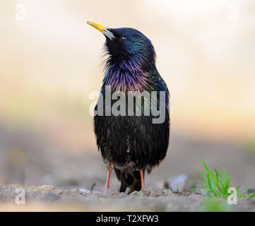 Common Starling Singen auf dem Boden in die Morgen Stockfoto