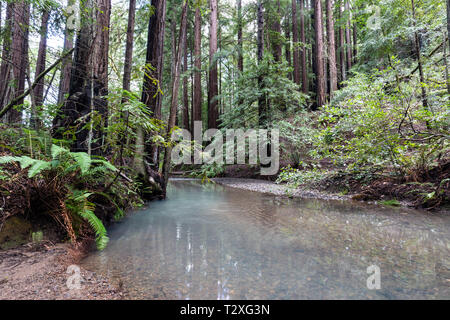 Junge coast Redwood Bäumen (Sequoia sempervirens) wachsen entlang eines Baches in Natalie Sarg Greene Park. Stockfoto