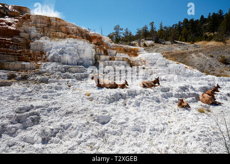 Herde von Elk entspannend auf den Terrassen der Mammoth Hot Springs, Yellowstone National Park Stockfoto