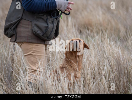 Working Gundogs Stockfoto