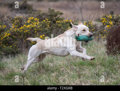Working Gundogs Stockfoto