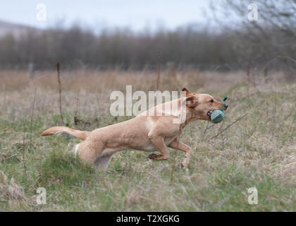 Working Gundogs Stockfoto