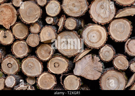 Holz Textur. Hintergrund von Holz Schnitte, Rundholz. Querschnitt der Baum Stockfoto