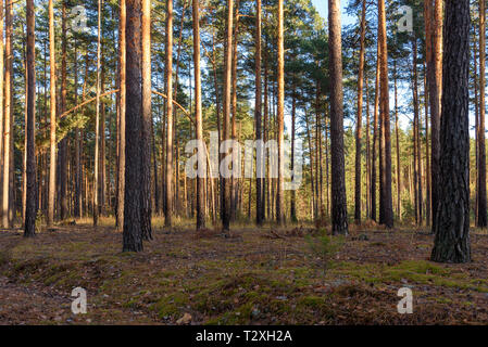 Kiefernwald. Bäume im Wald bei Sonnenuntergang Stockfoto