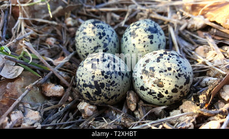 Eine Nahaufnahme von vier ordentlich getarnte Killdeer Plover Eier in ein Nest von losen Steinen und Zweigen. Foto während der Frühling in Houston, TX. Stockfoto