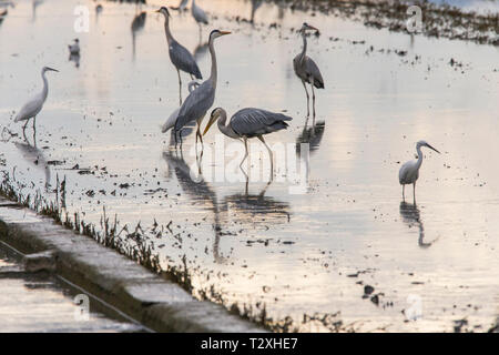 Reisfeld im Albufera Valencia voller Vögel auf einem tilling Tag bei Sonnenuntergang, Valencia, Spanien. Stockfoto