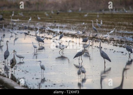 Reisfeld im Albufera Valencia voller Vögel auf einem tilling Tag bei Sonnenuntergang, Valencia, Spanien. Stockfoto