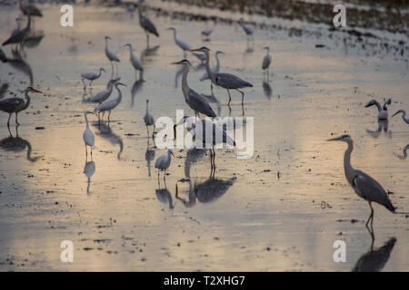 Reisfeld im Albufera Valencia voller Vögel auf einem tilling Tag bei Sonnenuntergang, Valencia, Spanien. Stockfoto