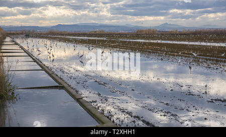 Reisfeld im Albufera Valencia voller Vögel auf einem tilling Tag bei Sonnenuntergang, Valencia, Spanien. Stockfoto