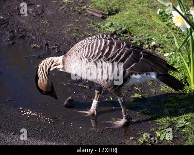Hawaiian Goose, Nene (Branta sandvicensis Stockfoto
