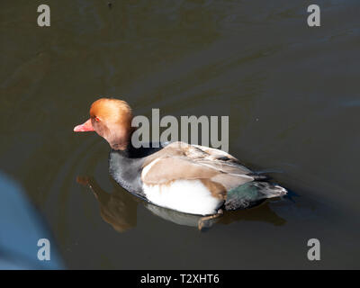 Rot-crested Tafelenten (Netta Rufina) Stockfoto