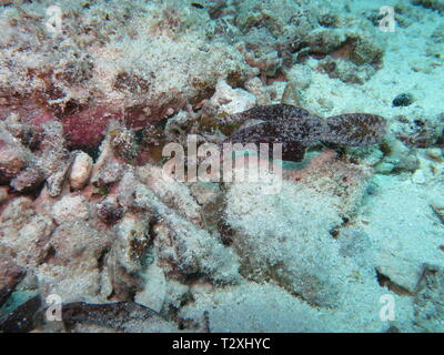 Seegras Geisterpfeifenfisch (Solenostomus cyanopterus) auf Mnemba atol, Sansibar Stockfoto