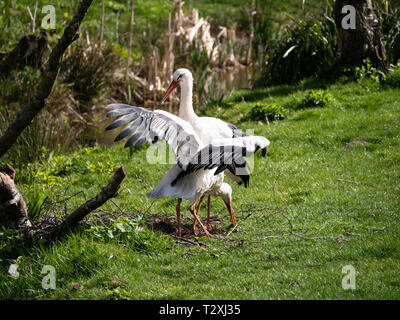 Rot-gekrönten Kranich (Grus japonensis) Stockfoto