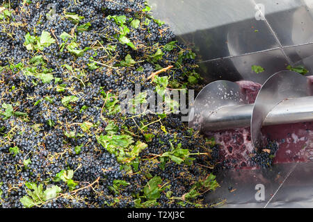 Detail der geernteten Shiraz Trauben durch das mechanische Traube Brecher oder drücken Sie die Taste Übergabe in einem Weingut, südafrikanischen Rotwein Produktion, Robertson Stockfoto