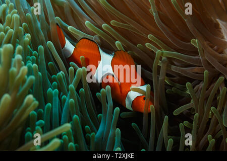 False clown Anemonenfischen Amphiprion ocellaris, versteckt in seeanemone Polypen Stockfoto